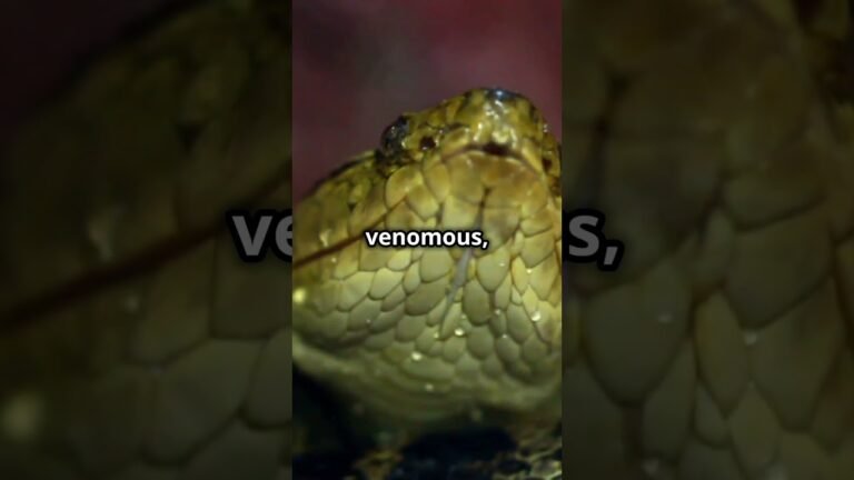 This Deadly Island Is CRAWLING With Venomous Snakes! #travel #deadly