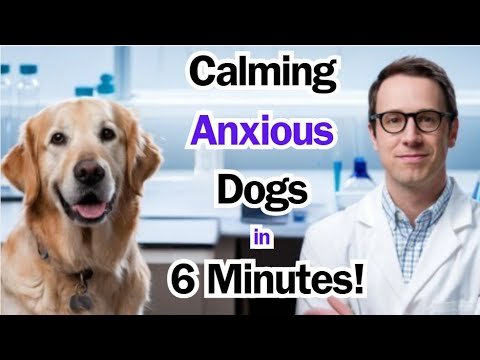 How to Calm an Anxious Dog the Ultimate Companion